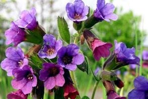 lungwort for increasing male potency